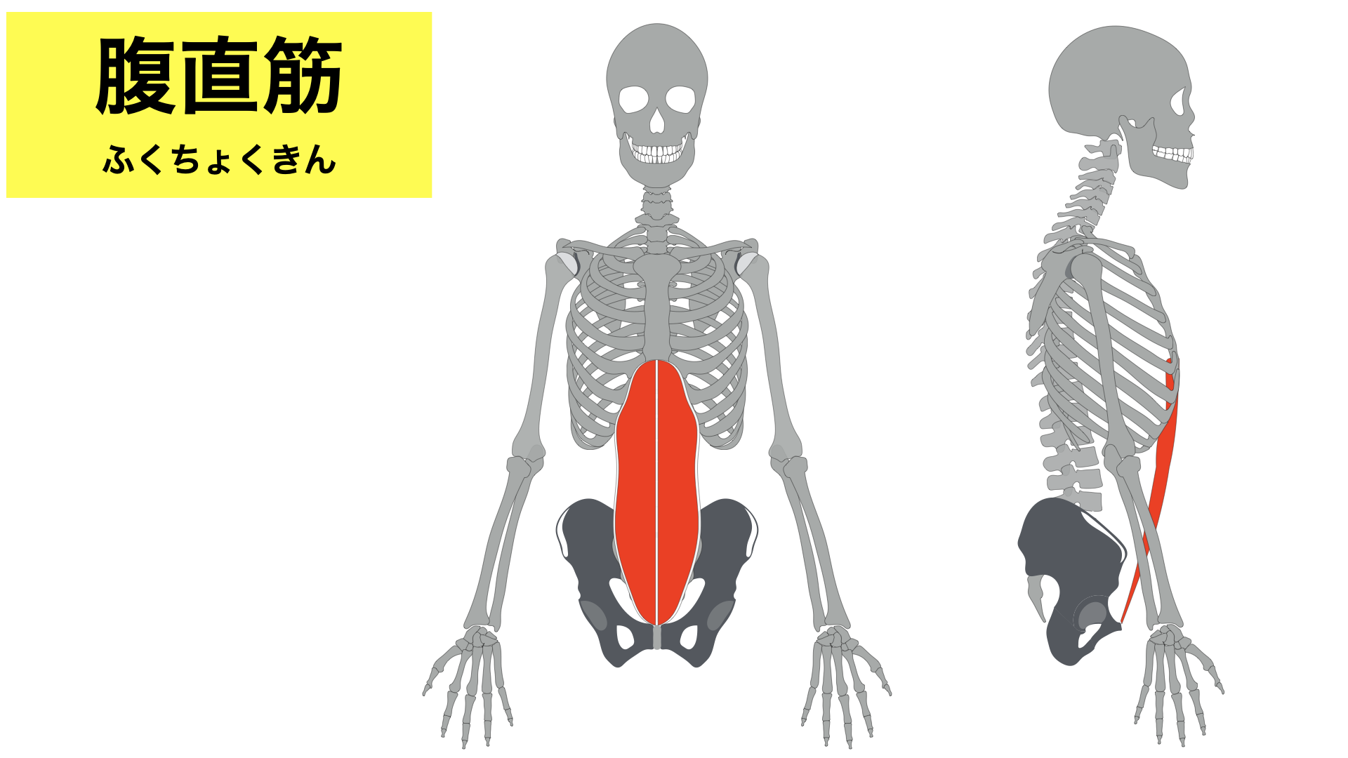 腰痛のこと vol.3 腰痛には腹筋？吉正整形外科 今治市 整形外科 リハビリテーション科