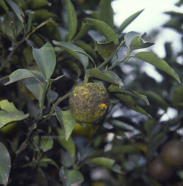 ゆず果病農業害虫や病害の防除・農薬情報病害虫・雑草の情報基地全国農村教育協会