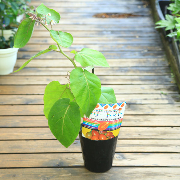 タマリロ無農薬・無化学肥料栽培 有機農業 で健康野菜を提案するノウカス無農薬野菜,健康野菜ノウカス