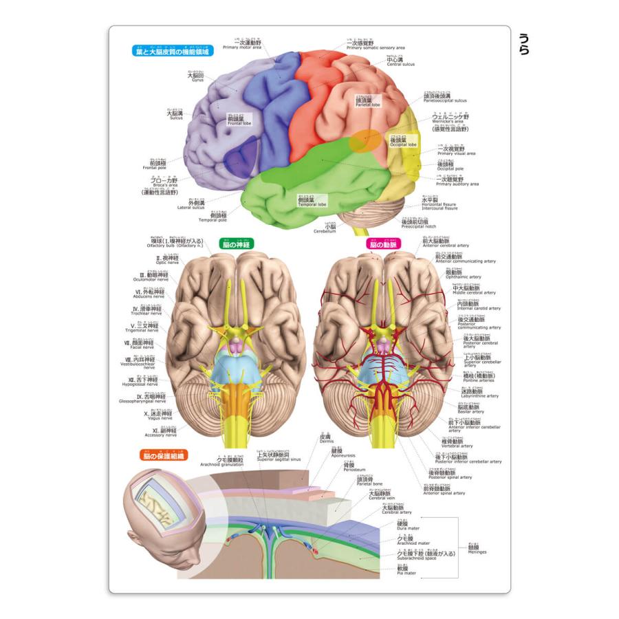 算数が得意な子の脳はどこが違うのか？ぼんず君の勉強記録