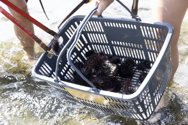 襲い来る砂漠化、懸命の緑化活動World Food Programme