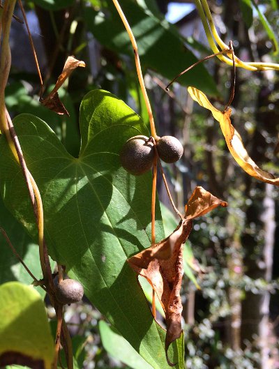 ヤマノイモ ナガイモ