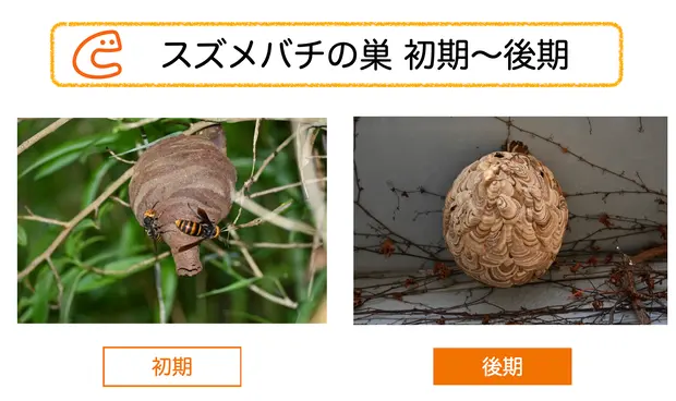 蜂の巣の作り始め なら今！自分でできる一番安全な駆除方法
