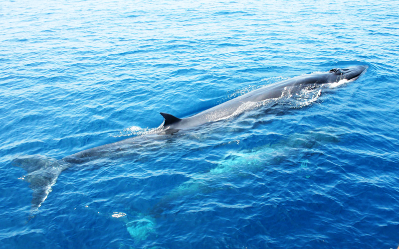 授かり物から見守る対象へ。奄美大島とクジラの関わり 後編– しまのま