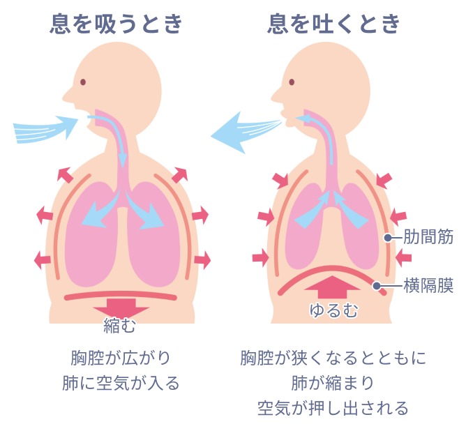 肺の無料イラスト透過PNG・商用利用OKイラストセンタ