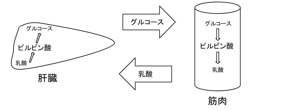 2018年7月発行 発酵食品と乳酸菌 －発酵過程における役割と機能－