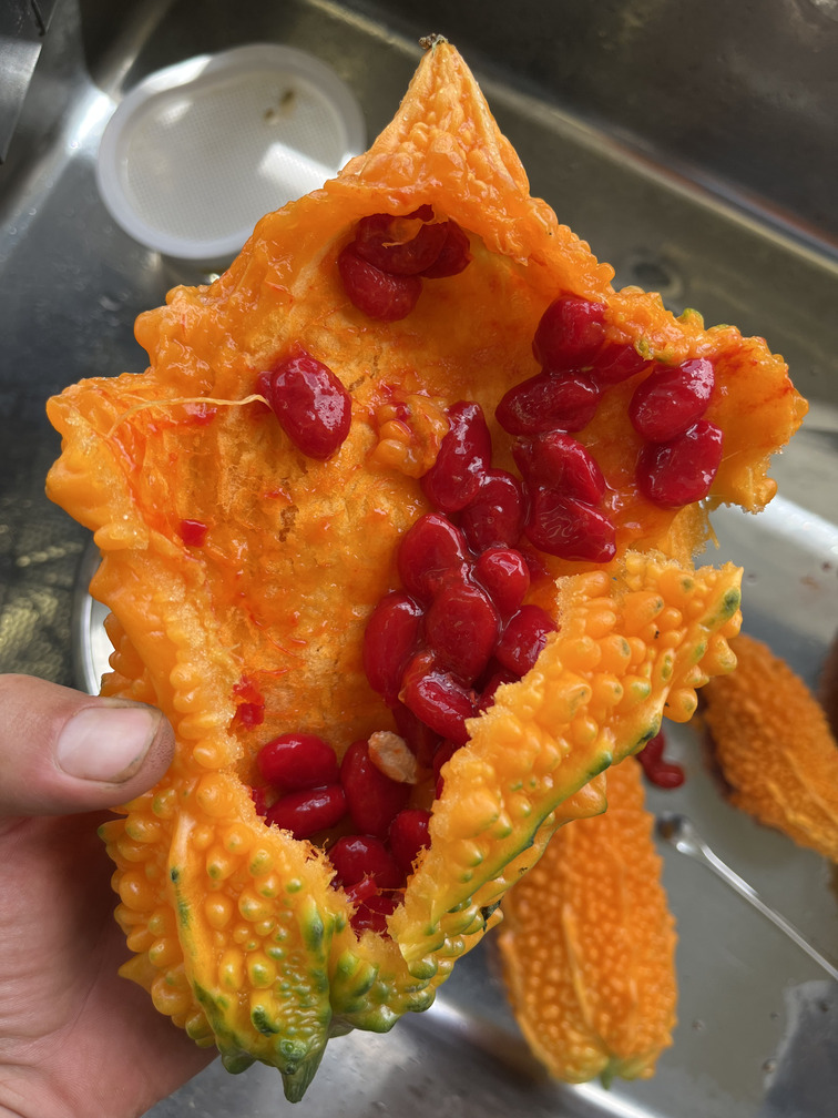 ゴーヤの種が赤いけど・salutサリュ