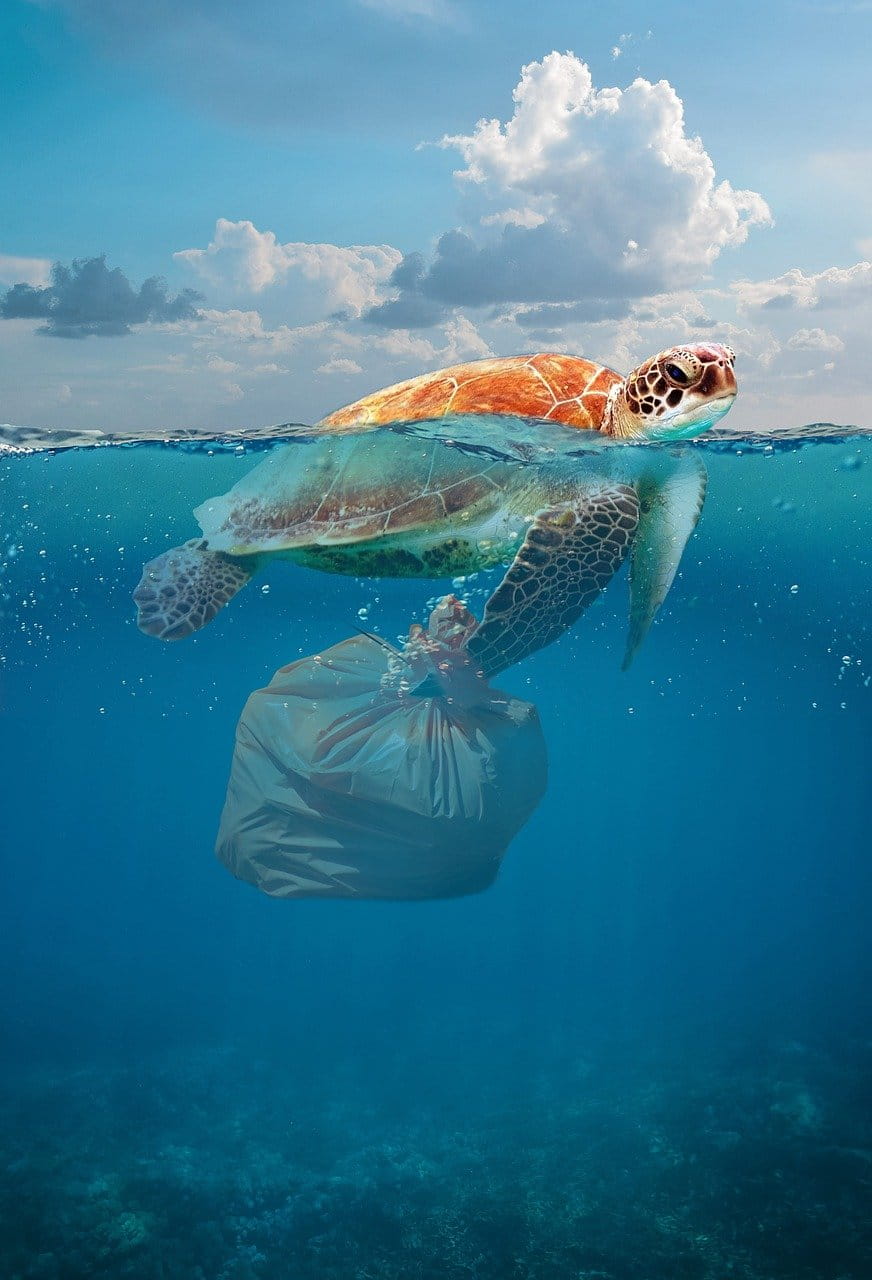 解説記事SDGs14 プラスチックごみ問題と海洋生物の現状取り組み事例3つStories協和キリン