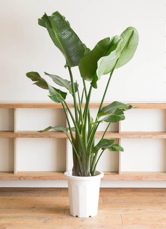 光触媒 人工観葉植物 ウォールグリーン ストレッチア極楽鳥2輪付きabcg@gptj