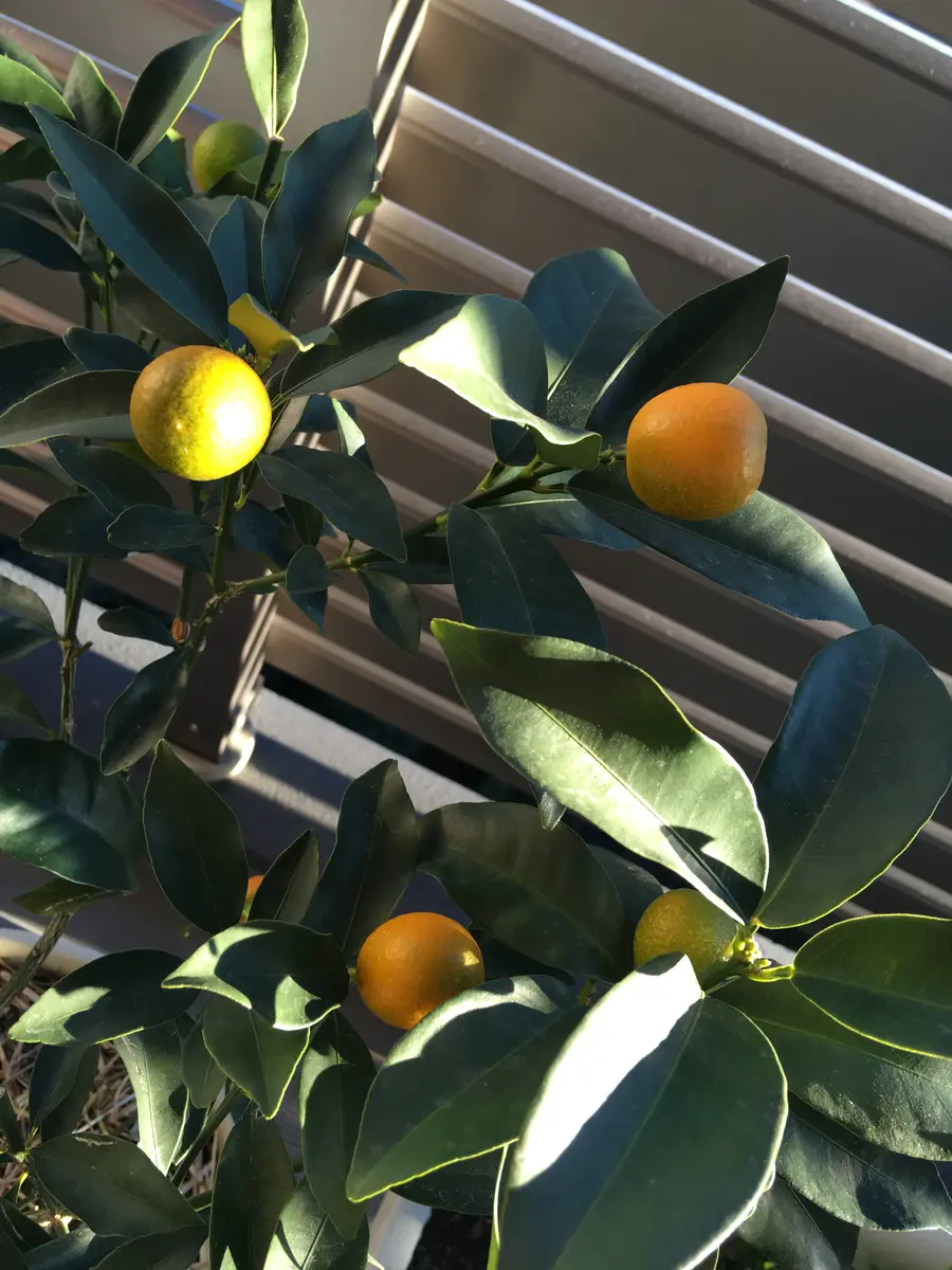 ベランダ菜園 協生農法プランター 金柑の危機！河井はる
