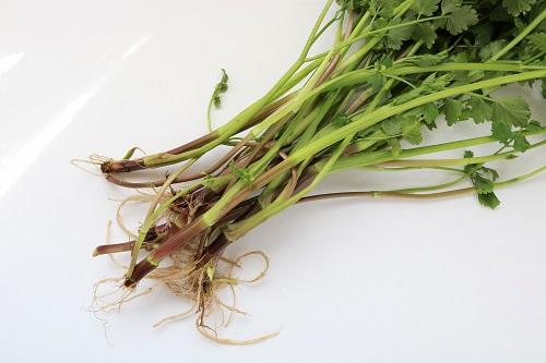 セリの再生＆水耕栽培に挑戦しています。植え付け後は室内に置いて、カーテン越しの光で育てていきます - 春色ソレイユ