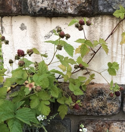 枯らさない！ラズベリー 鉢植えの育て方茅田が育てるブログ