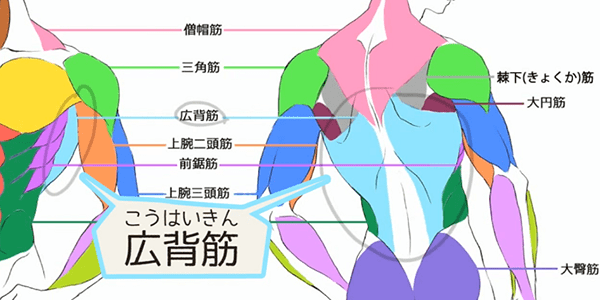 筋肉のある腕のラインを描く時の考え方まとめイラれん