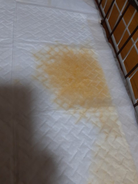 愛犬のおしっこは健康のバロメーター！色から考えられる健康状態わんちゃんライフ