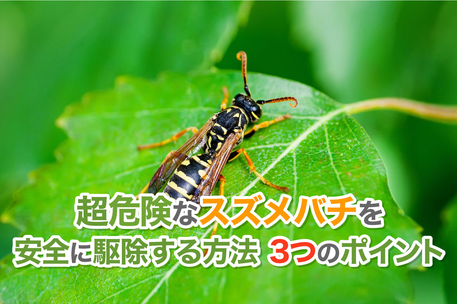 バイクのエンジン周りにハチやアブが寄ってくる現象・あれ何なの？ – 土佐の細道・オン・ザ・カブ