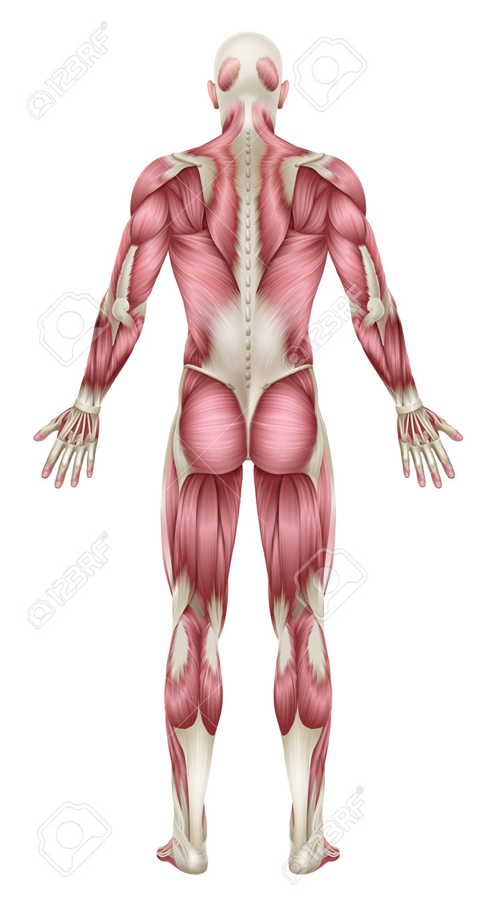 背中の筋肉を鍛える！ 3つのメリットと具体的なトレーニング方法