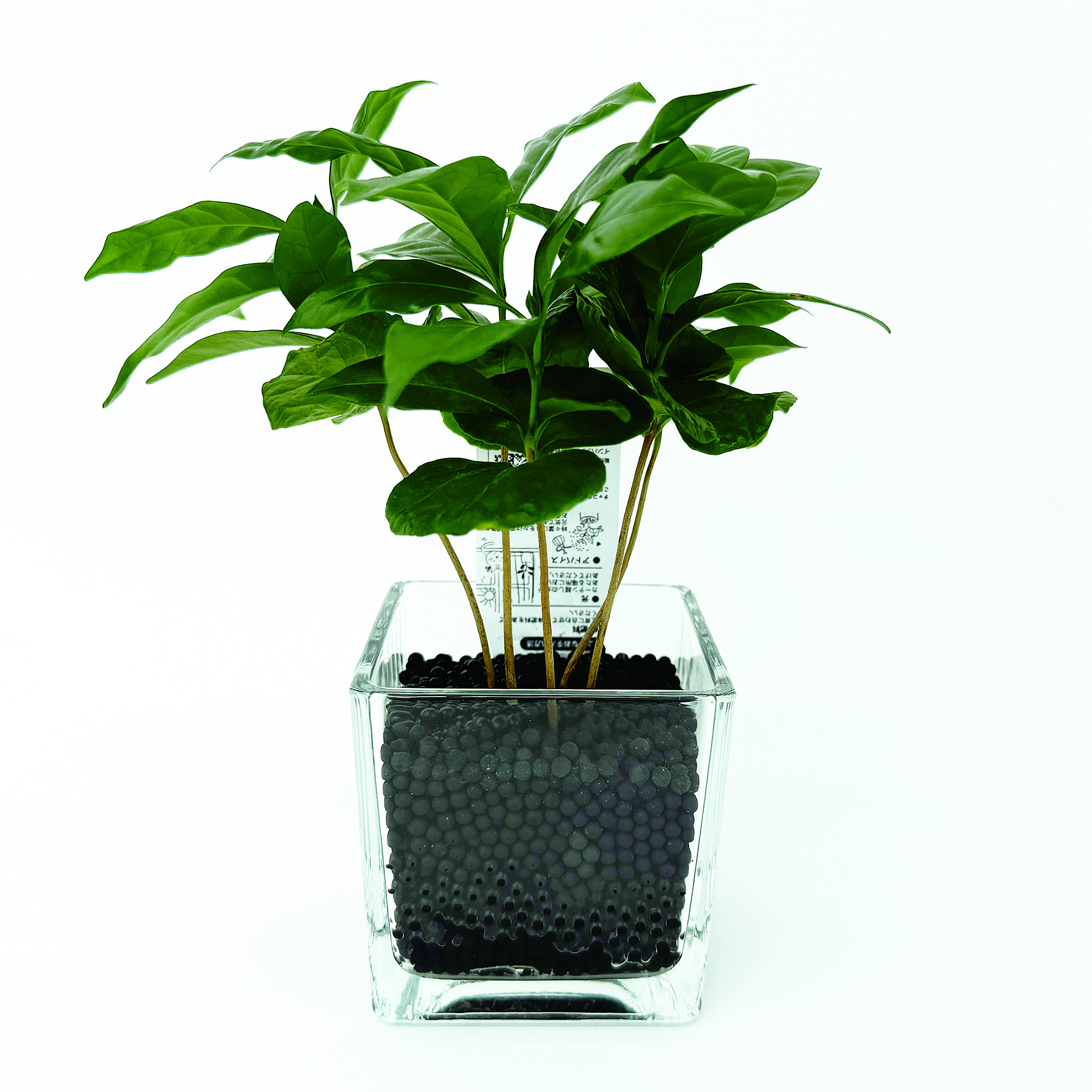 コーヒーの木の花言葉はめちゃくちゃいい！特徴やお世話方法まで徹底解説 – 東京寿園