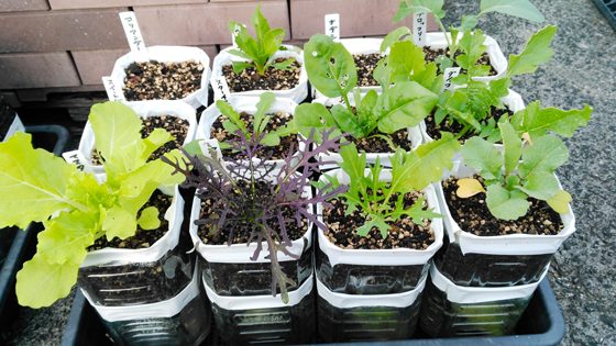 ペットボトル栽培もおしゃれにしたい！専用プランターをDIY