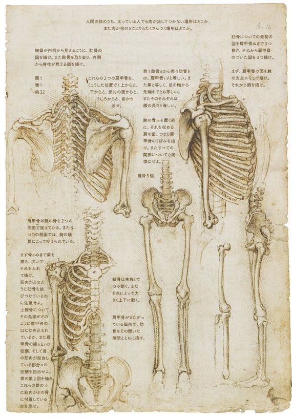 完全な人体の解剖学 3 D レンダリング解剖学的図面筋肉システムのスケッチイラスト素材透過、PNGフリー画像ダウンロード - Pngtree