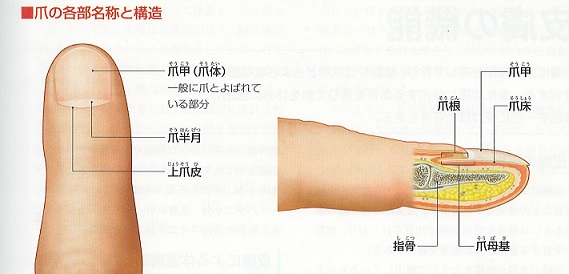 色々な爪「みんなの乗馬」ブログ