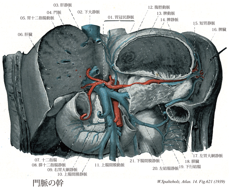 東京医科大学 結腸脾弯曲部に向かう変異動脈の走行経路には2パターンあることを初めて明らかに～結腸脾弯曲部がんに対する膵損傷リスクの少ない新しい血管処理方法の確立に期待～ 医学科生が筆頭著者東京医科大学