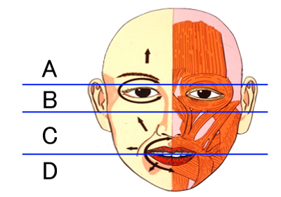 北海道大学病院 形成外科-専門領域