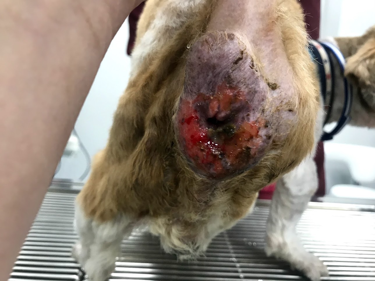 犬の乳腺腫瘍の手術 – 『新大塚動物病院』文京区大塚の動物病院新大塚駅・南大塚・千石