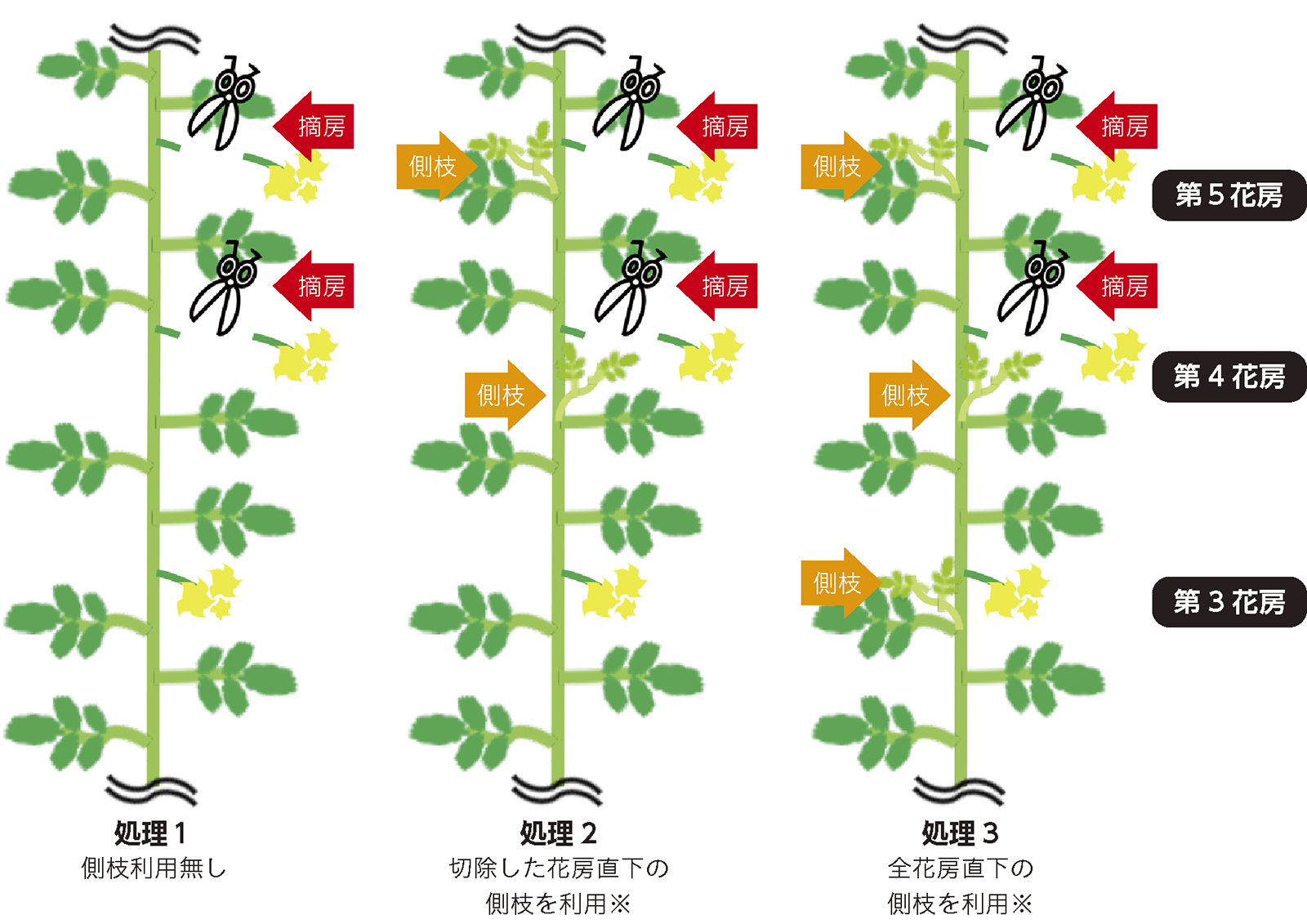 トマトの剪定 摘心や摘果の方法や時期家庭菜園での栽培管理の仕方を覚えておいしいトマトを収穫しよう