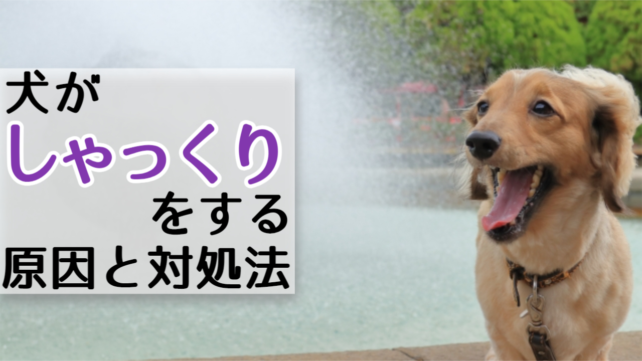 No.306 横隔膜の働きとその病気：高齢者の呼吸器疾患の鍵