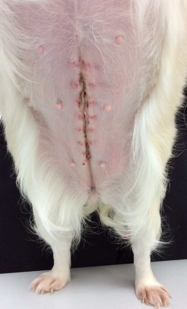 逆さまつげ犬とチワックスの可愛い動画TikTok