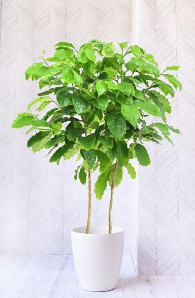コーヒーの木Coffea arabica – LIFFT
