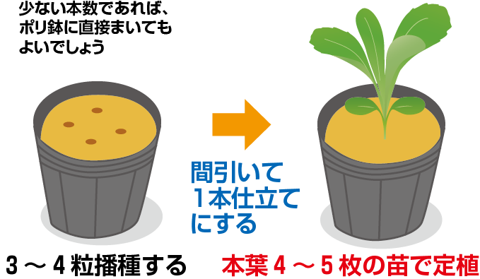 リーフレタスの栽培方法は？プランターで種から栽培！収穫後すぐにサラダに使えるリーフレタスの育て方をご紹介Garché