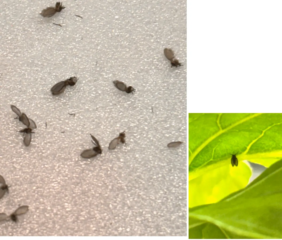 dショッピング法人限定 日本化薬 殺虫剤 ダイアジノン粒剤3 1kg×200袋殺虫剤 殺虫 害虫 防除 対策 農作物 野菜 栽培 ケラネキリムシ類 コガネムシ類幼虫 タネバエ等 野菜 豆類 土壌害虫 退治 土壌混和処理 畑 トマト ナス いちご 大根おしゃれ おすすめ