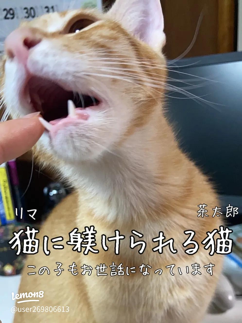 猫がお互いを舐め合う４つの理由ねこちゃんホンポ