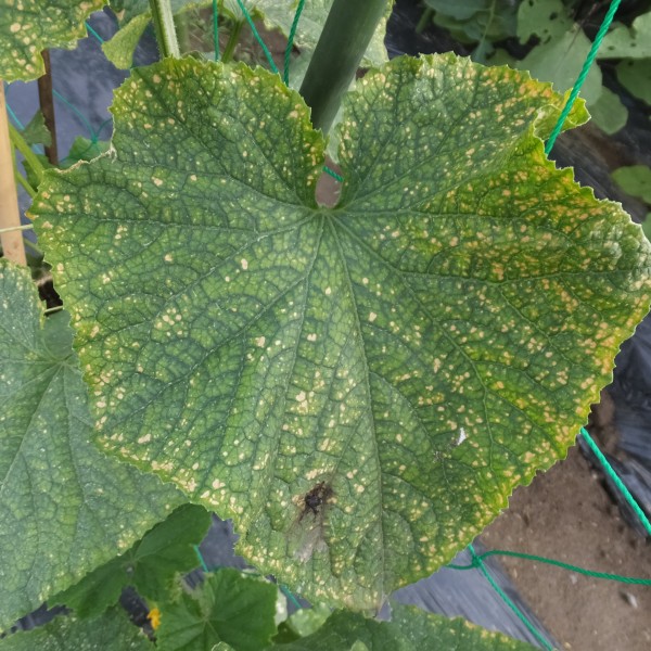 きゅうりの内部がオレンジ色！食べられる？管理栄養士が教える見分け方と活用術