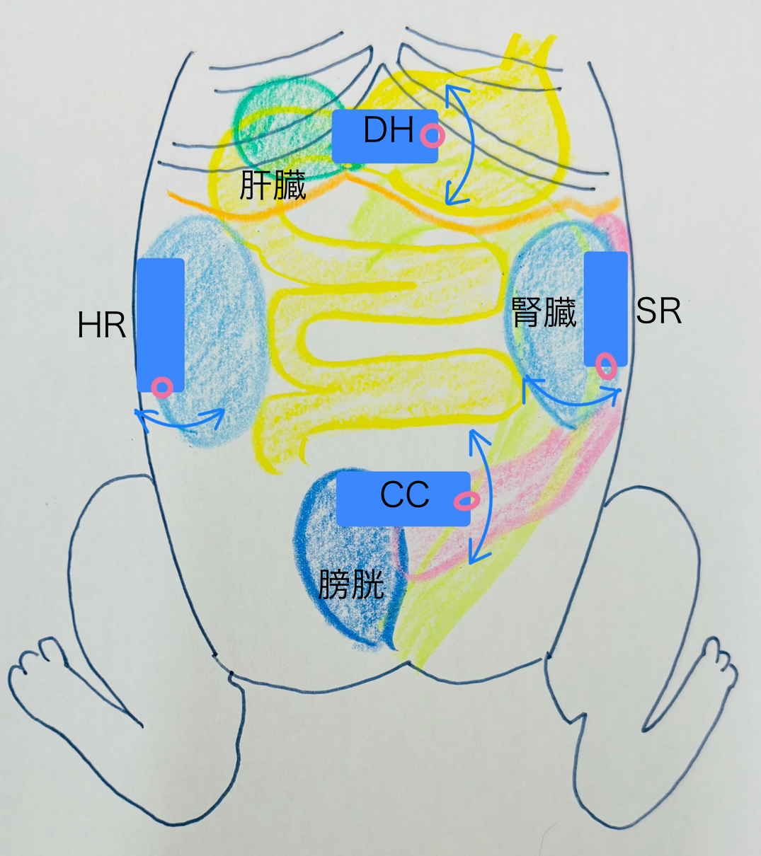 犬の腹水の原因とはどんな病気？病院に連れて行くべき症状を獣医師が解説ペット保険のPS保険