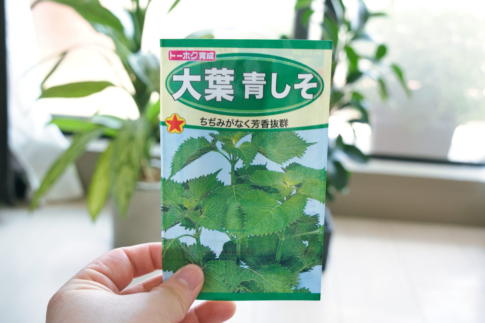 水耕栽培 シソを育ててみた1日目〜72日目