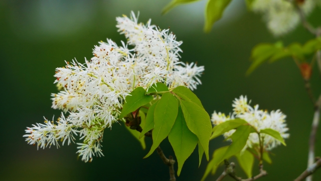 アオダモの魅力と育て方、シンボルツリーとしての植栽実例もご紹介千葉県 東京都の造園 植栽 庭施工造園業専門店 新美園
