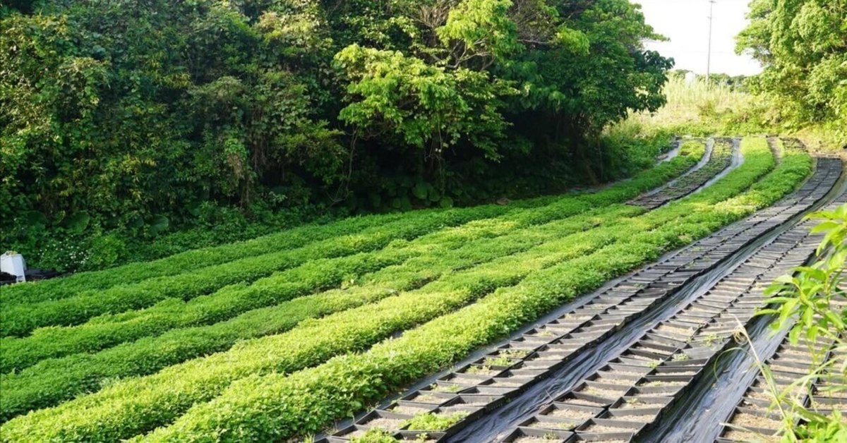 よもぎ農園 - よもぎ栽培・商品販売 よもぎプロジェクト