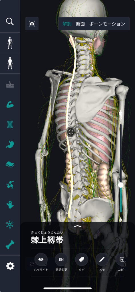 棘上靭帯炎 - 倉敷市ジール鍼灸整骨院 整体院
