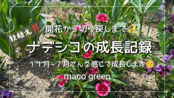 ナデシコの育て方・栽培方法 植え方やお手入れのコツやポイントまで。通販 - ディノス
