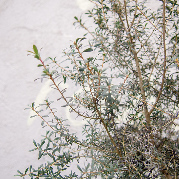 レプトスペルマムニュージーランドティーツリー - 植木農家のお店 通販はこちら「両筑プランツショップ」