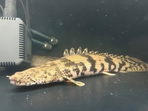 TCDモニタリングによる塞栓検出、HITS検出