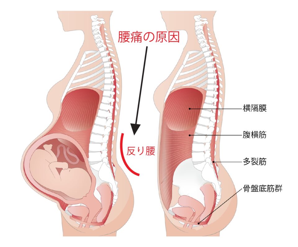 妊娠・出産の骨盤ケアについて - 埼玉県さいたま市浦和区 産婦人科の加藤クリニック埼玉県さいたま市浦和区 産婦人科の加藤クリニック