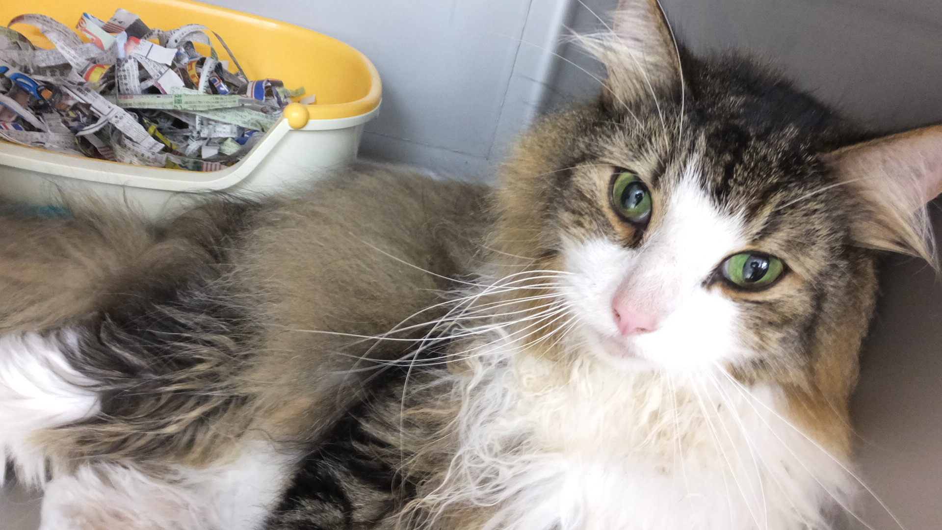 ちゃちゃまるの下痢嘔吐の原因が判明！！ 2020 09 01奇跡の猫 慢性腎不全と闘うちゃちゃまるに生きる光を きぃちゃんのあし -クラウドファンディング READYFOR