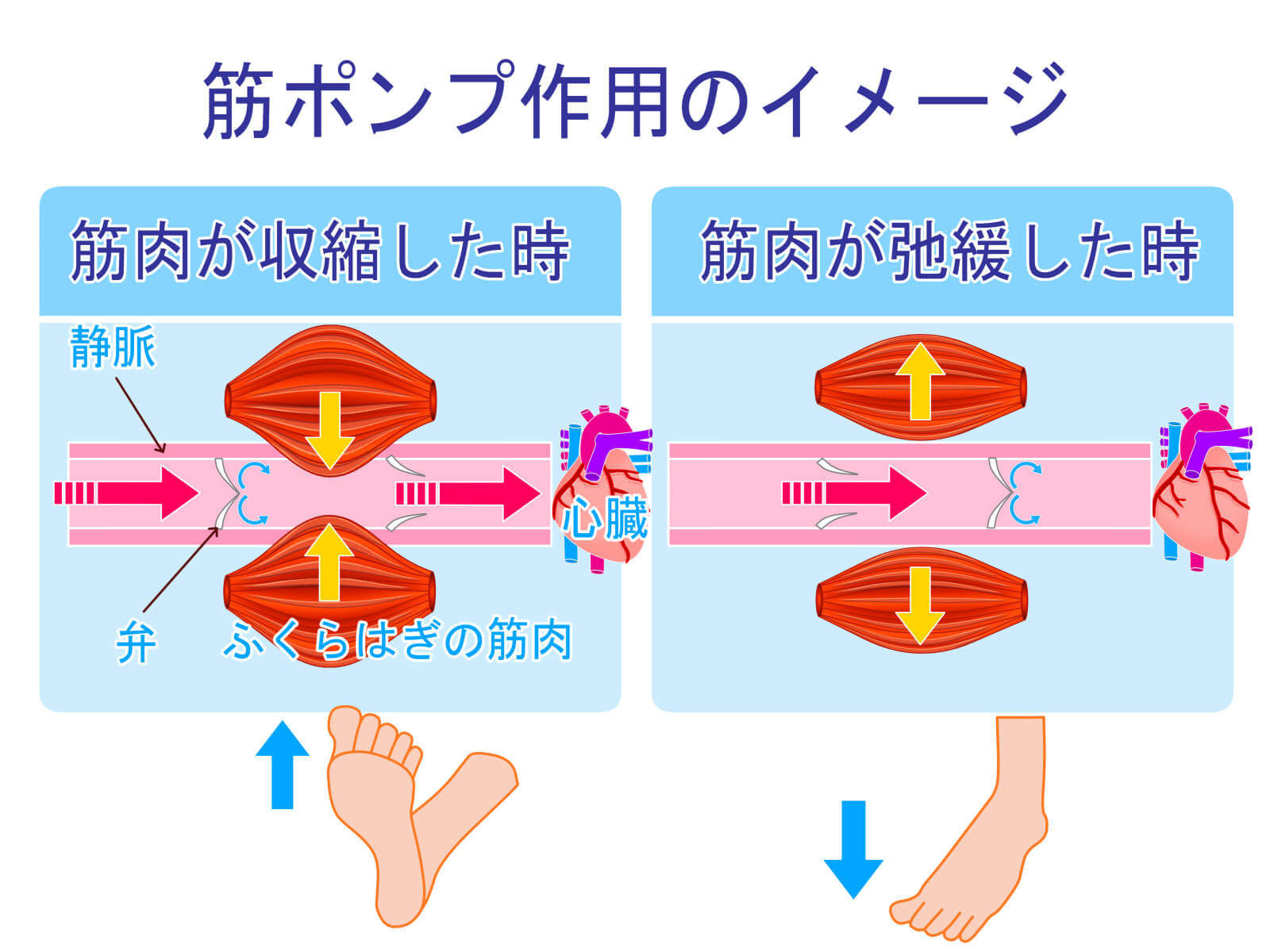 脳梗塞予防の新常識！ルイボスティーが血管を守るメカニズムを徹底解剖再生医療×リハビリ・脳卒中・脊髄損傷