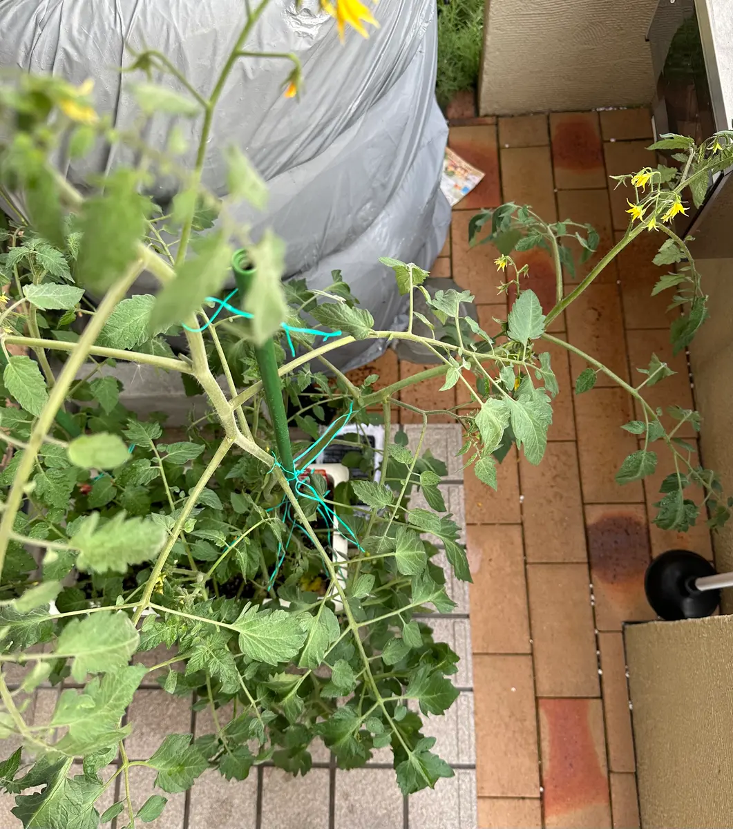 ミディトマト•ミニトマト育て方OATアグリオ栽培メディア