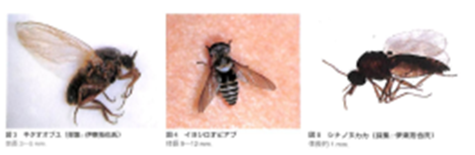 ブユ ブヨ・ブト 」の生態と対処法、及び応急処置とは？小さくたってかゆみは強烈！YAMA HACK ヤマハック