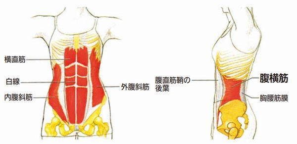 腹斜筋の起始停止、機能、作用作用、筋トレ、エクササイズ – STROKE LAB 東京 大阪 自費リハビリ脳卒中 神経系