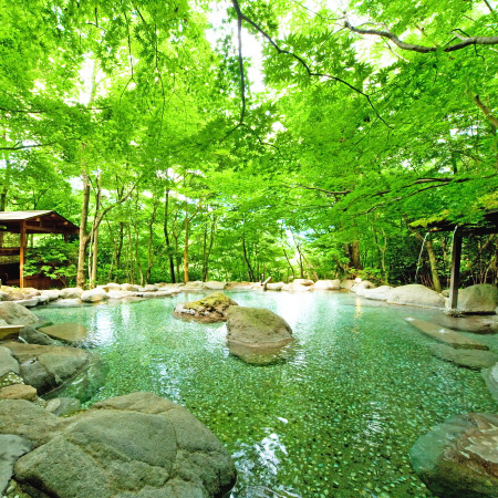 日本原産のアシタバ 明日葉、Angelica keiskei 、食用 野菜6月撮影、日本 の写真素材68314671- PIXTA